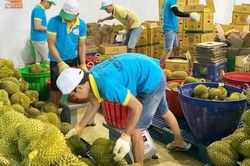 Lâm Đồng: Siết chặt tiêu chuẩn nguồn sầu riêng xuất khẩu
