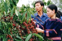 Giá cà phê hôm nay 30/5/2025: Giảm mạnh liên tiếp
