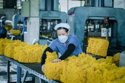 Nắm bắt thời cơ, đẩy mạnh xuất khẩu cao-su