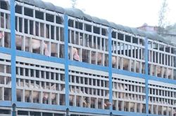 Ngăn chặn kịp thời 180 con lợn nhiễm dịch tả lợn châu Phi lên bàn ăn