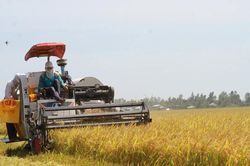 Thủ tướng chỉ đạo hỗ trợ tiêu thụ nông sản, hạn chế 'được mùa mất giá'