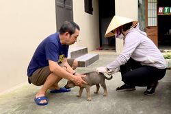 Chủ động phòng, chống bệnh dại