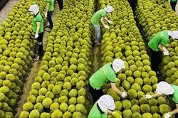 Việt Nam trong cuộc đua khốc liệt giành thị phần sầu riêng tại Trung Quốc