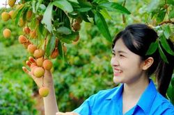 'Áo xanh' chung tay tiêu thụ vải thiều Bắc Giang
