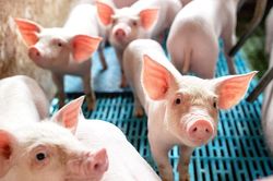 Giá heo hơi 2/6: Thị trường lặng sóng, nông dân đối mặt nguy cơ dịch bệnh