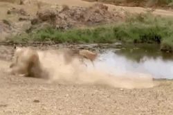 CLIP: Linh dương Impala tung 'cú lừa ngoạn mục', sư tử đành hít bụi trong thất bại ê chề