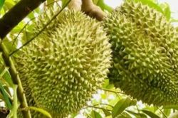Sầu riêng tươi không phải ký lại Nghị định thư