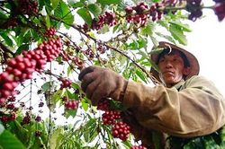 Giá nông sản ngày 4/6/2025: Cà phê và hồ tiêu đồng loạt rớt giá
