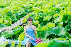 Giới trẻ 'đổ xô' đi chụp hình hoa sen nở sớm ở Hà Nội