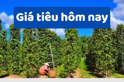 Giá tiêu hôm nay 4/6/2025: Quay đầu giảm nhẹ 1000 đồng
