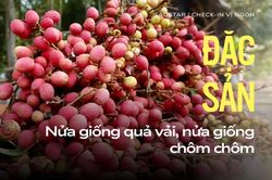 Đặc sản An Giang 3 năm ra trái một lần, nửa giống chôm chôm nửa giống quả vải