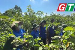 Bí thư chi đoàn làm kinh tế giỏi từ mô hình trồng ổi