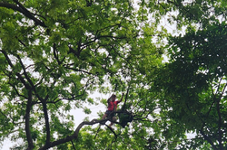 Trèo cây hái quả sấu-hành vi không đẹp trên phố Phan Đình Phùng (Hà Nội)