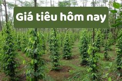 Giá tiêu hôm nay 4/6/2025: Giá tiêu Việt Nam xuất khẩu lại giảm sâu