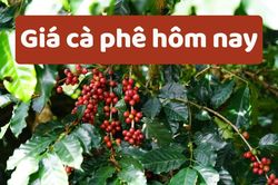 Giá cà phê hôm nay 5/6/2025: Giảm mạnh do nguồn cung dồi dào