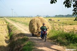 Nhà nông Nghệ An ra đồng gom trữ 'lương khô' cho vật nuôi