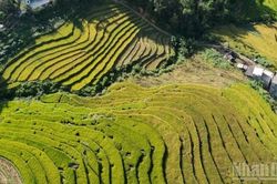 Sản xuất nông nghiệp tháng 5/2025 tăng trưởng khá