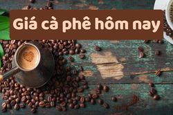 Giá cà phê hôm nay 6/6/2025: Tăng khiêm tốn chỉ 100 đồng/kg
