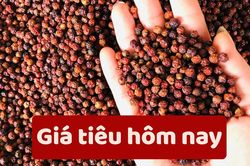 Giá tiêu hôm nay 7/6/2025: Tăng nhẹ rải rác