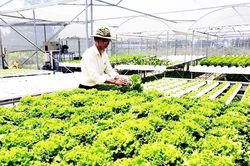 Lựa chọn sản phẩm tham dự chương trình Thương hiệu Việt nông nghiệp Việt Nam 2025