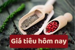 Giá tiêu hôm nay 8/6/2025: Đồng loạt giảm mạnh