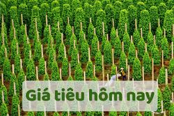 Giá tiêu hôm nay 9/6/2025: Giảm mạnh so với đầu tuần trước
