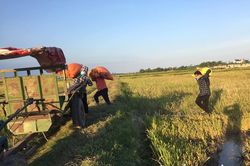 Giá giảm mạnh, nông dân Nghệ An trữ lúa chờ tăng