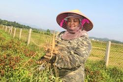 Nông dân đội nắng thu hoạch 'sản vật tiến vua'