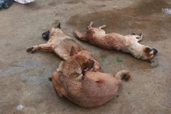 Gia Lai: Tạm giữ hình sự đối tượng dùng chất độc Xyanua để trộm chó