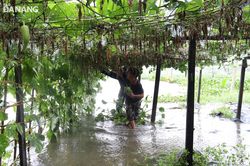 1.620ha sản xuất nông nghiệp bị ngập nước, 3 tàu cá nhỏ bị chìm