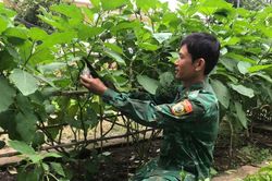 Đồn Biên phòng Ia Lốp: Đẩy mạnh tăng gia sản xuất để cải thiện đời sống bộ đội