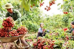 Từ vùng đất nghèo đến 'thủ phủ' vải thiều bạc tỷ trên đất đồi Lục Ngạn
