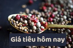 Giá tiêu hôm nay 13/6/2025: Nghỉ ngơi sau khi giảm sốc hôm qua