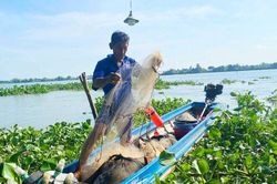 Giăng lưới cá cơm trên dòng sông Hậu