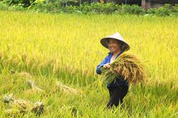 Mùa vàng chín rộ, mùa của no đủ