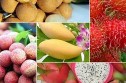 Chuẩn hóa chất lượng để giữ đà tăng trưởng xuất khẩu rau quả