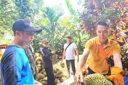 Sầu riêng nhiễm chất cấm sắp 'hết cửa' ở Đắk Lắk