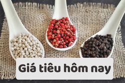 Giá tiêu hôm nay 14/6/2025: Kì vọng giá tăng trong nửa cuối năm 2025