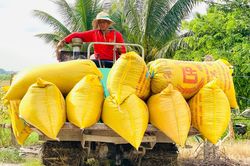Giá lúa gạo hôm nay 14/6/2025: Giá lúa tiếp tục giảm nhẹ