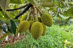 Giá sầu riêng hôm nay 14/6: Giảm nhẹ do ảnh hưởng thời tiết