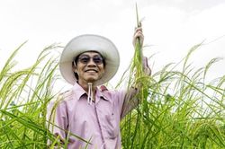 ST25, giải mã sự thành công của 'người mẫu' làng lúa gạo Việt