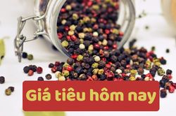 Giá tiêu hôm nay 16/6/2025: Giảm mạnh so với tuần trước
