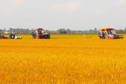 Giá lúa gạo hôm nay 16/6: Gạo giữ giá, lúa tươi tăng nhẹ