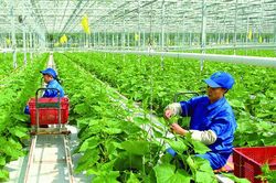Hợp tác xã sản xuất nông nghiệp hữu cơ, tuần hoàn được vay tối đa 5 tỷ đồng không cần tài sản bảo đảm