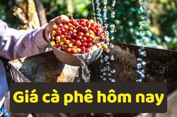 Giá cà phê hôm nay 22/6/2025: Tiếp tục giảm mạnh