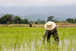 Gạo - 'chiến binh' bền bỉ giữa lúc thế giới nóng lên