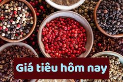 Giá tiêu hôm nay 23/6/2025: Mức thấp nhất trong 1 năm qua