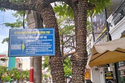 Xin đừng 'bức tử' cây xanh