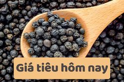 Giá tiêu hôm nay 24/6/2025: Dự báo giảm tiếp trong tuần