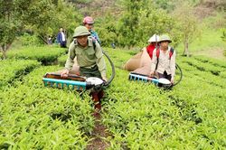 Hiệu quả từ chuyển đổi cơ cấu cây trồng, vật nuôi ở Tam Đường